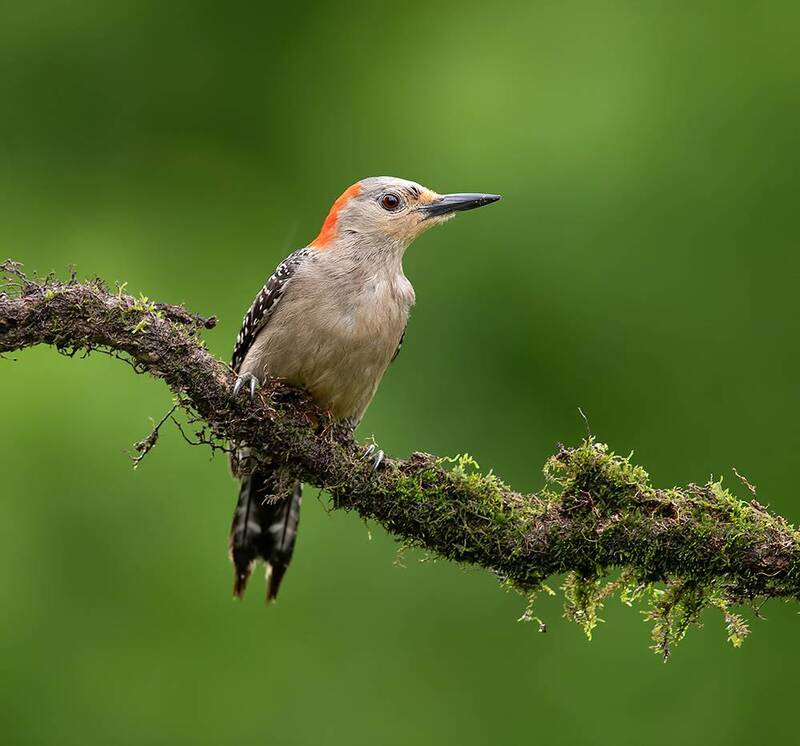 red-bellied woodpecker, woodpecker, дятел, птицы, wild Red-bellied Woodpecker, female -Каролинский меланерпес, самка фото превью