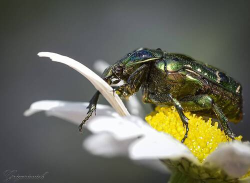 Золотистая бронзовка (Cetonia aurata)