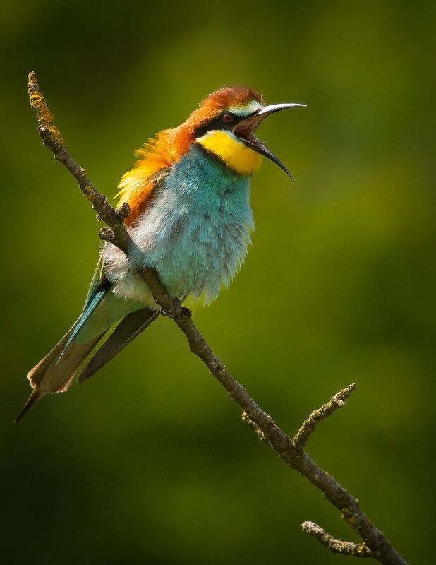 Bee-eater фото превью