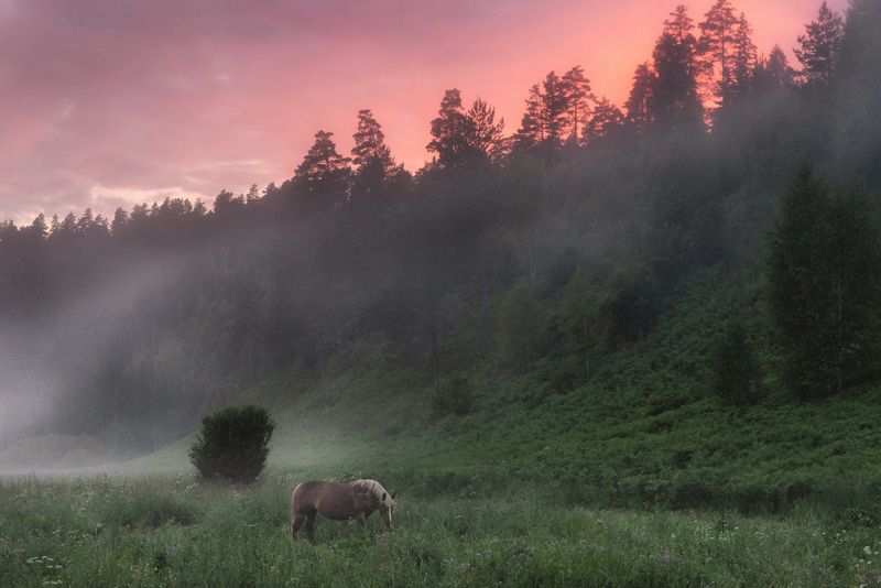 Лошадка фото превью