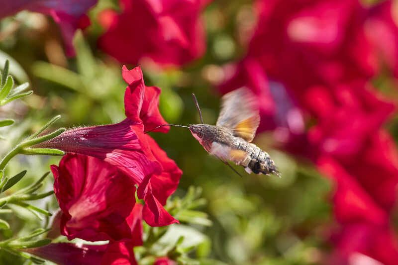 Языкан обыкновенный, Macroglossum stellatarum Macroglossum stellatarum фото превью