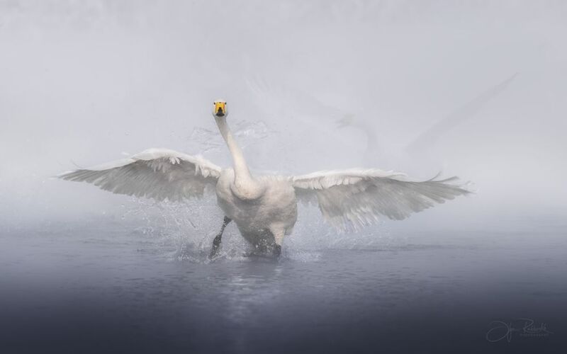 лебедь, лебедь-кликун, птица, алтай, swan, wild, светлое, сибирь Эхо фото превью