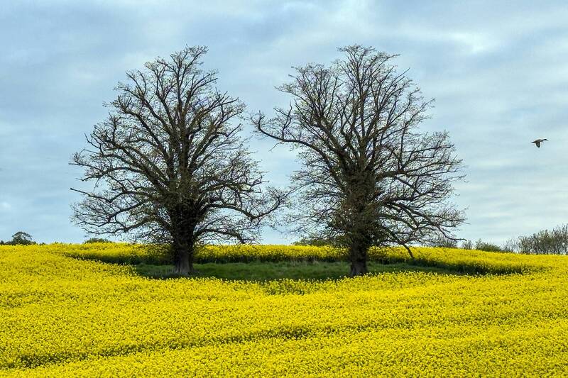 Rapeseed field and trees фото превью