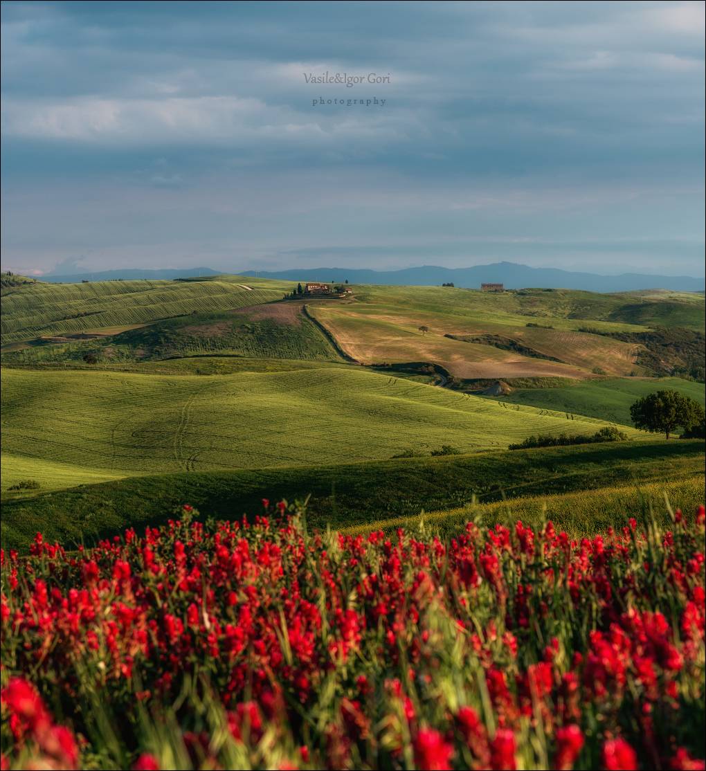 italy, san quirico dorcia, весна, green, италия, кипарис, тоскана, belvedere, pienza, утро, tuscany, cipressi, rural, пейзажи тосканы, Гори Василий