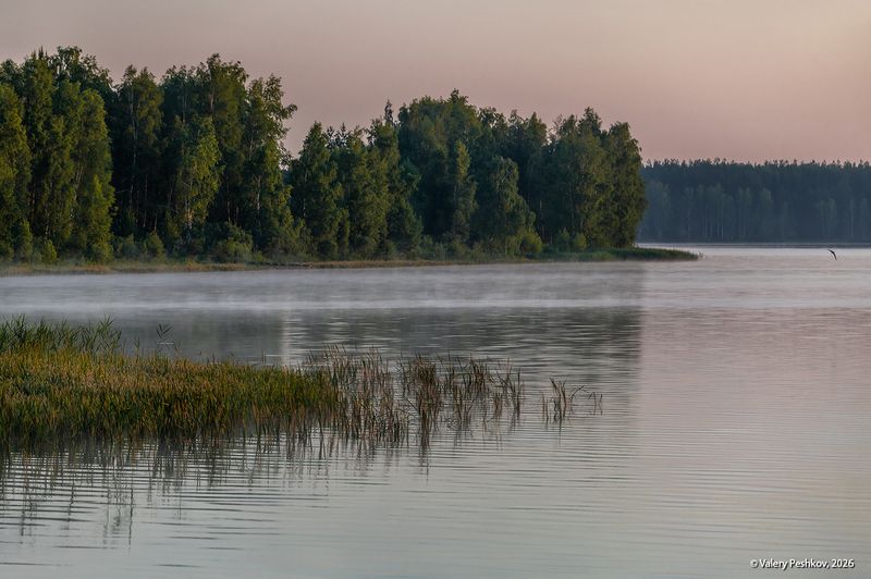 лето, раннее утро, рассвет, озеро, мещёра, рязанская область Утро на Мещёрском озере фото превью