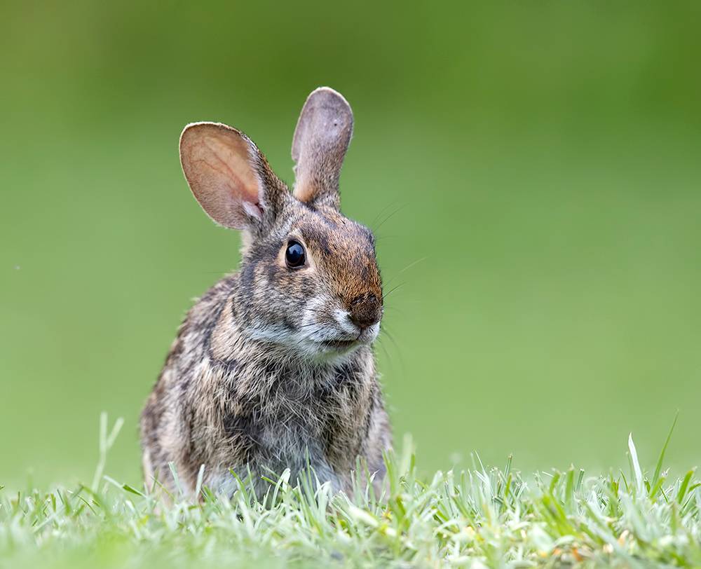 rabbits, кролик, wild, animal, животные, дикие животные, rabbit, Etkind Elizabeth