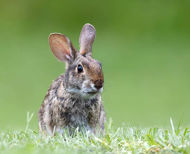 rabbits, кролик, wild, animal, животные, дикие животные, rabbit Eastern cottontail rabbits - Кролик-ватный хвост фото превью