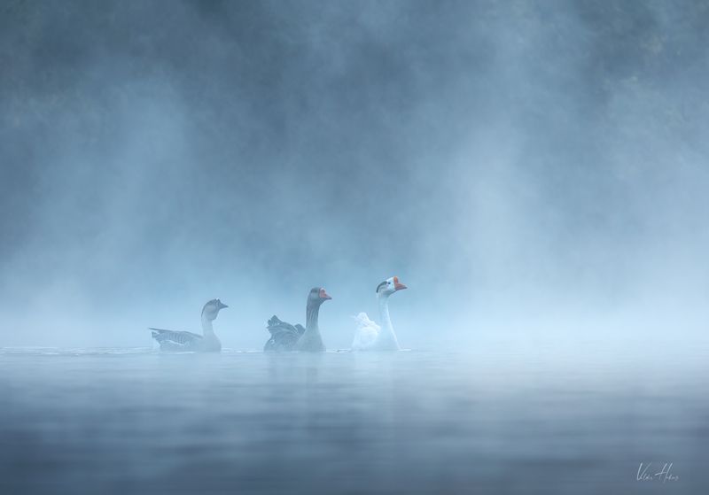 Foggy lake фото превью