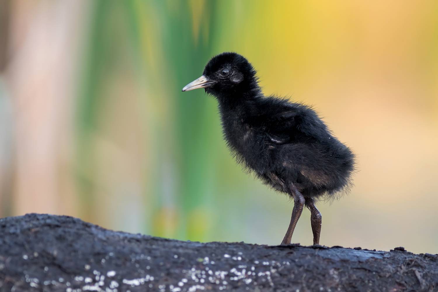 water rail, young water rail, water rail chick, rallus aquaticus, baby bird, bird chick, juvenile bird, marsh bird, wetland bird, rail, wildlife, wildlife photography, bird photography, nature, natural habitat, black chick, fluffy feathers, young wildlife, Kwasek Damian