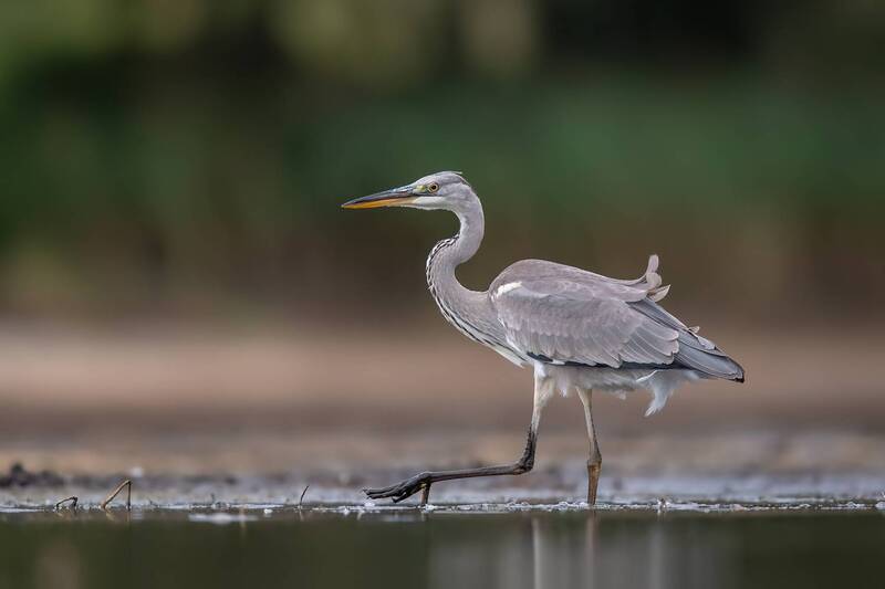 grey heron, gray heron, ardea cinerea, heron, wading bird, water bird, wetland bird, wildlife, wildlife photography, bird photography, nature, natural habitat, european wildlife, marsh, wetland, shallow water, hunting, stalking, walking, elegant bird, lon Silent Stalker фото превью