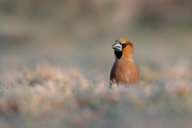 hawfinch, hawfinch portrait, coccothraustes coccothraustes, finch, songbird, passerine, wildlife, wildlife photography, bird photography, wild bird, european bird, woodland bird, nature, natural habitat, morning light, frosty grass, frost, winter, low ang Hidden Beauty фото превью