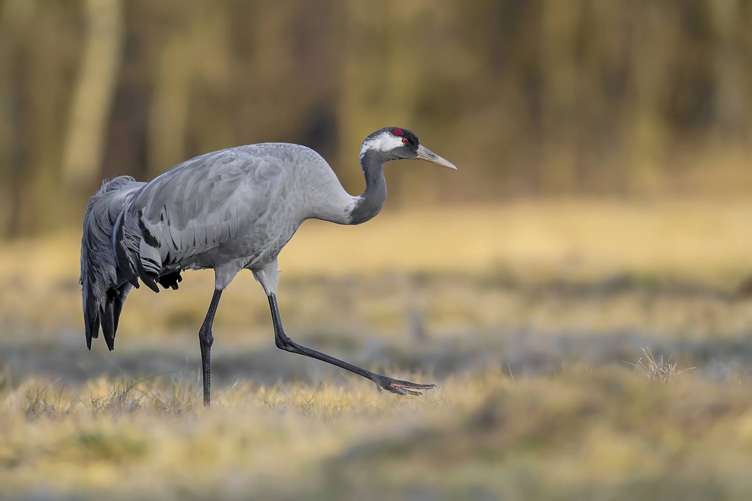 common crane, crane, grus grus, bird, bird photography, wildlife, wildlife photography, nature, natural habitat, european wildlife, wading bird, meadow, grassland, walking, elegant bird, graceful, long legs, red crown, portrait, avian, wild bird, migratio, Kwasek Damian
