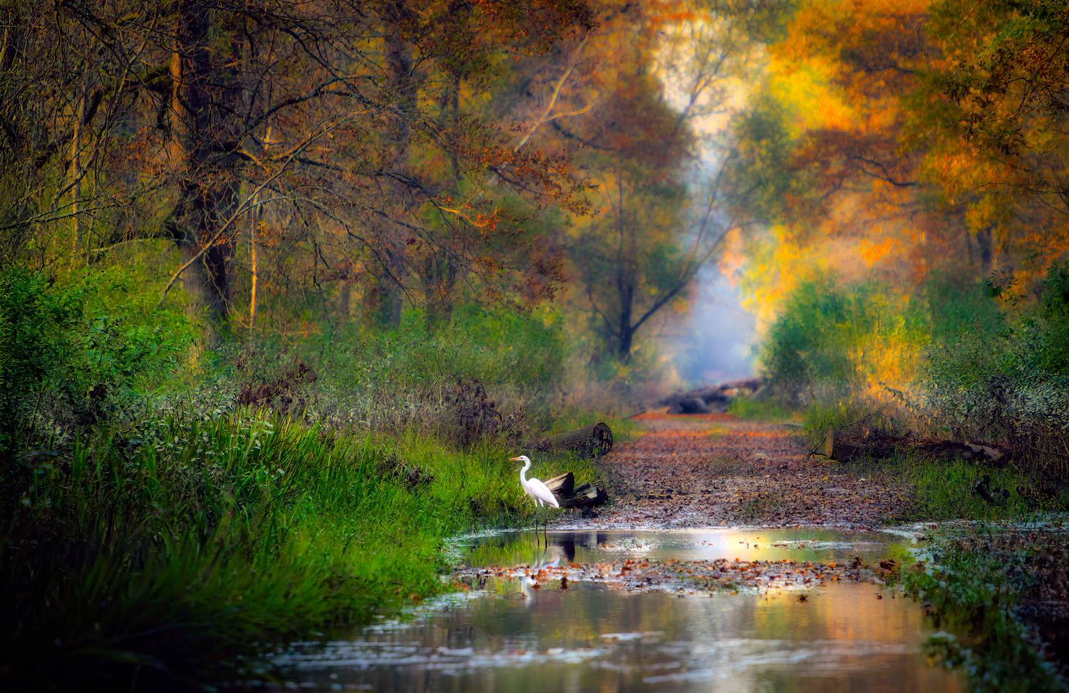 landscape, autumn, heron, forest, trees, nature, Jubic Srecko