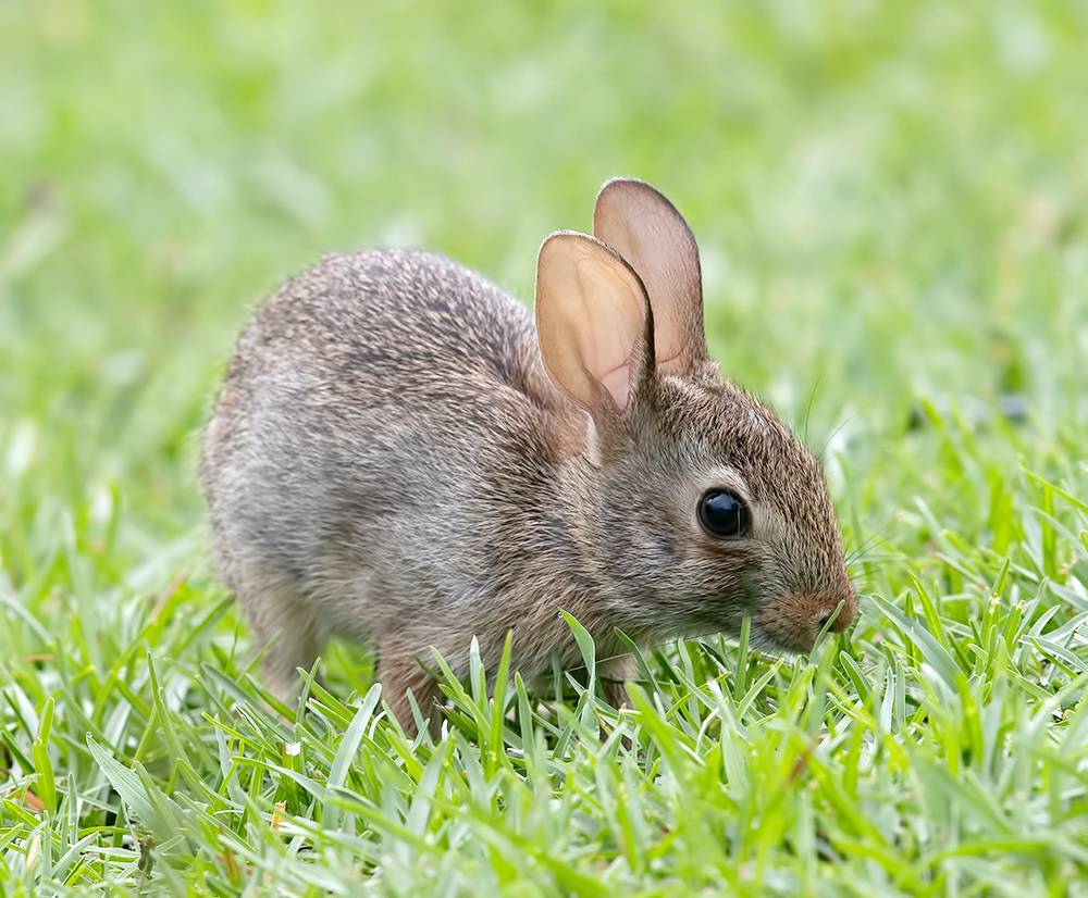 rabbit, кролик, animal, животные, дикие животные, wild, Etkind Elizabeth