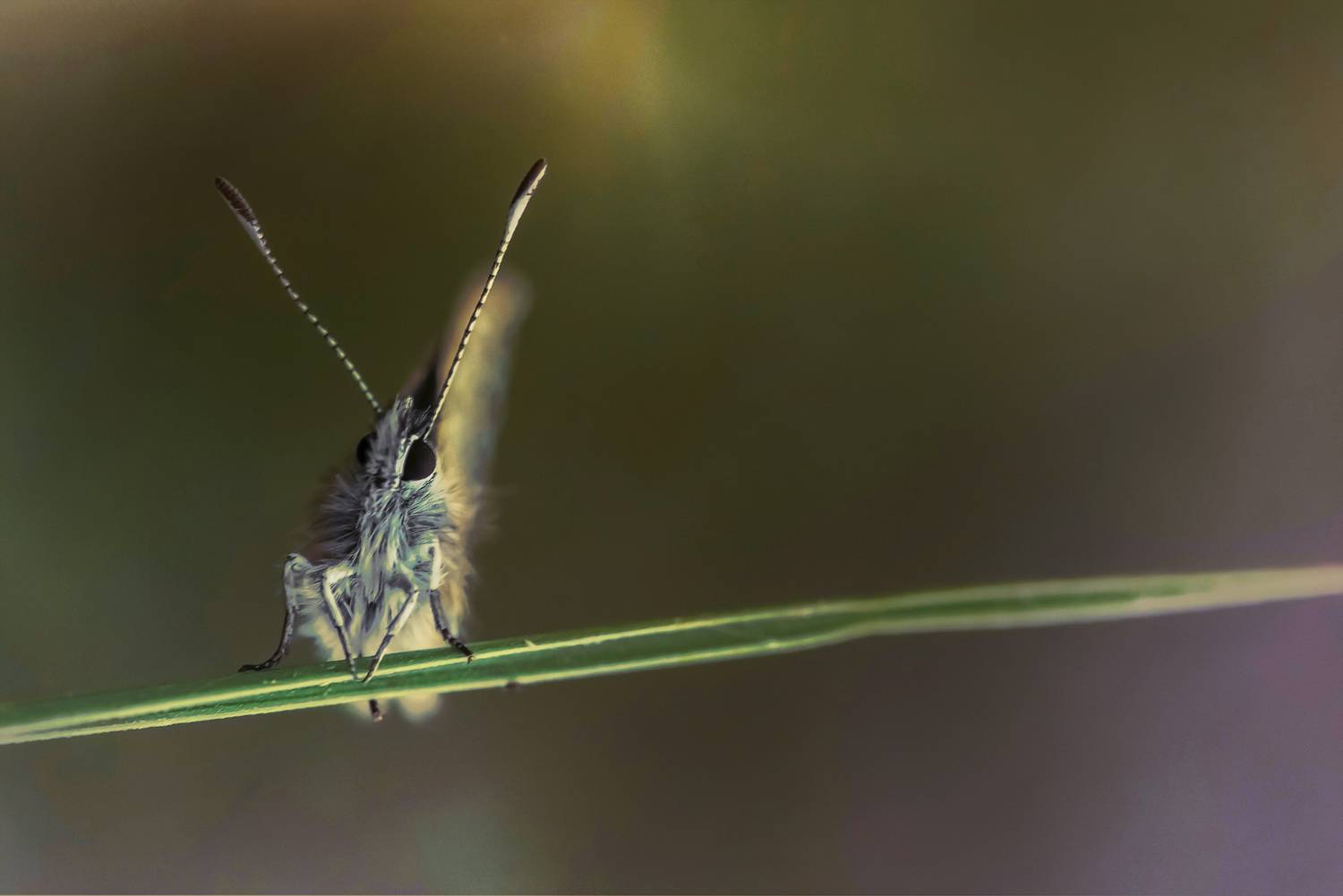 insect, arthropod, butterfly, nature, bokeh, springtime, close up, Andr&eacute;s Emilio