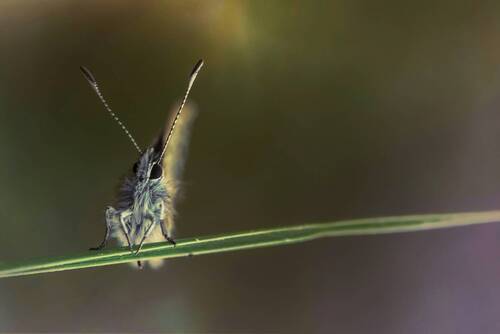 Lycaenida