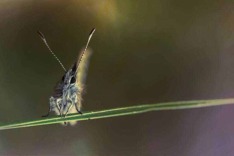 insect, arthropod, butterfly, nature, bokeh, springtime, close up Lycaenida фото превью