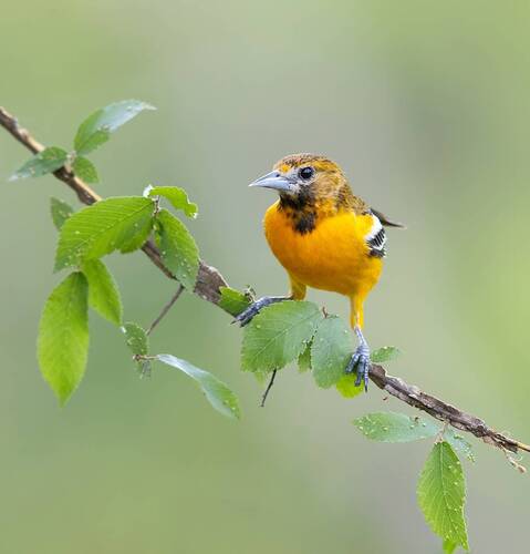 Baltimore Oriole - Балтиморская Иволга