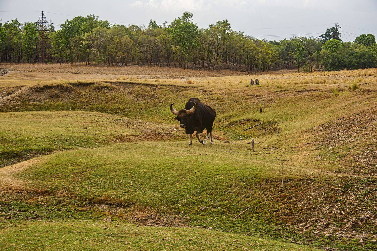 wildlife, Gaur - Indian bison, India, Subir Ghosh