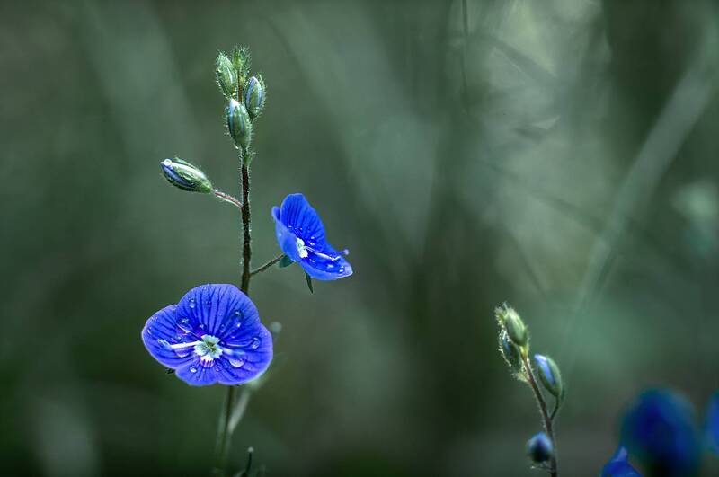 ... фото превью