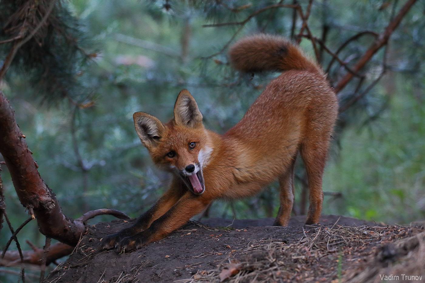 лисёнок, лиса, fox, Вадим Трунов