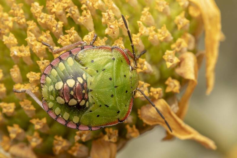 insects, macro, nature, bug  фото превью