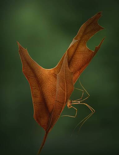 Beneath autumn’s wing