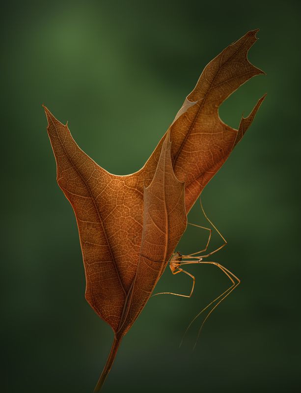 spider, leaf, leaves, harvestman Beneath autumn’s wing фото превью
