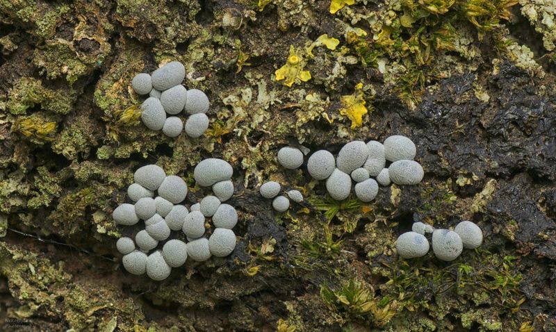 макро, природа, миксомицет, слизевик, macro, nature, Slime molds, Myxomycetes Badhamia фото превью