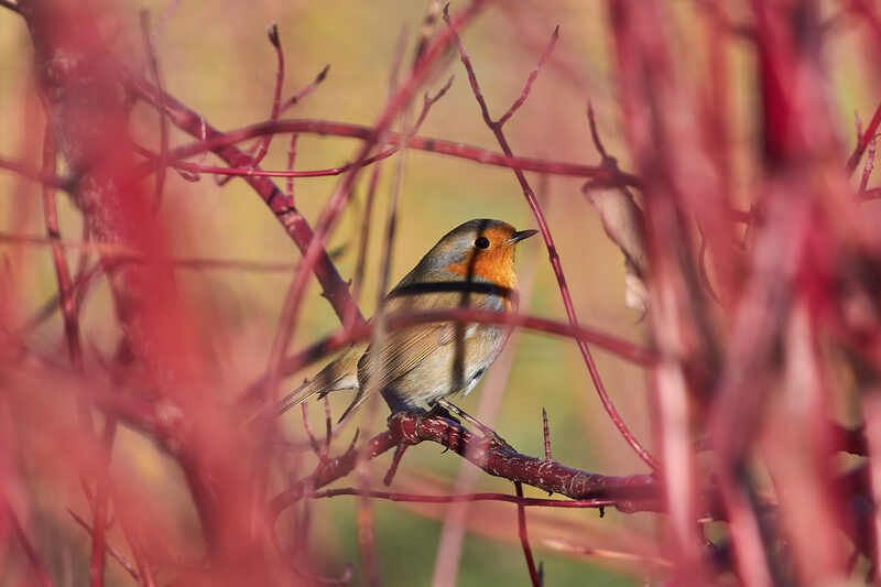 Erithacus rubecula, зарянка, малиновка Erithacus rubecula фото превью