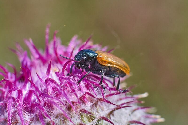 Labidostomis longimana, Крупночелюстник Долгорукий Labidostomis longimana фото превью