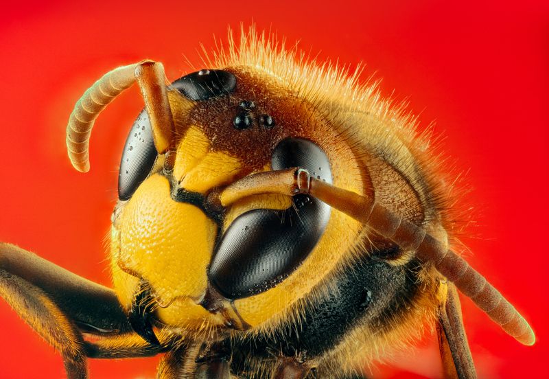 macro, ultramacro, hornet, macrophotography, insect, closeup, portrait Hornet фото превью