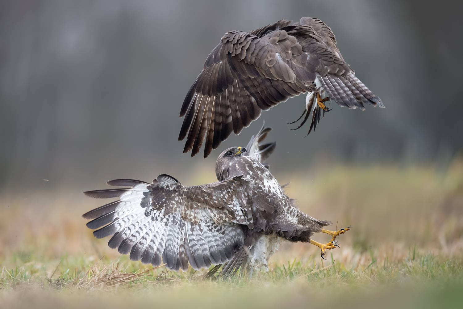 common buzzard, buzzard, buteo buteo, raptor, bird of prey, bird, wildlife, wildlife photography, nature, bird photography, action, action shot, confrontation, conflict, fight, territorial behavior, aggression, aerial battle, talons, wings spread, mid air, Damian Kwasek