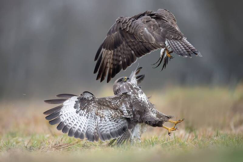 common buzzard, buzzard, buteo buteo, raptor, bird of prey, bird, wildlife, wildlife photography, nature, bird photography, action, action shot, confrontation, conflict, fight, territorial behavior, aggression, aerial battle, talons, wings spread, mid air Buzzard Confrontation фото превью