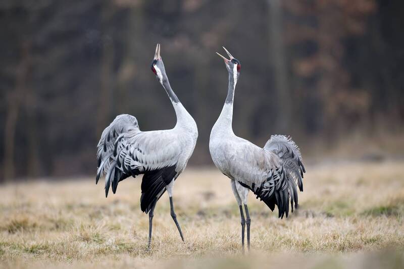 Cranes in Harmony