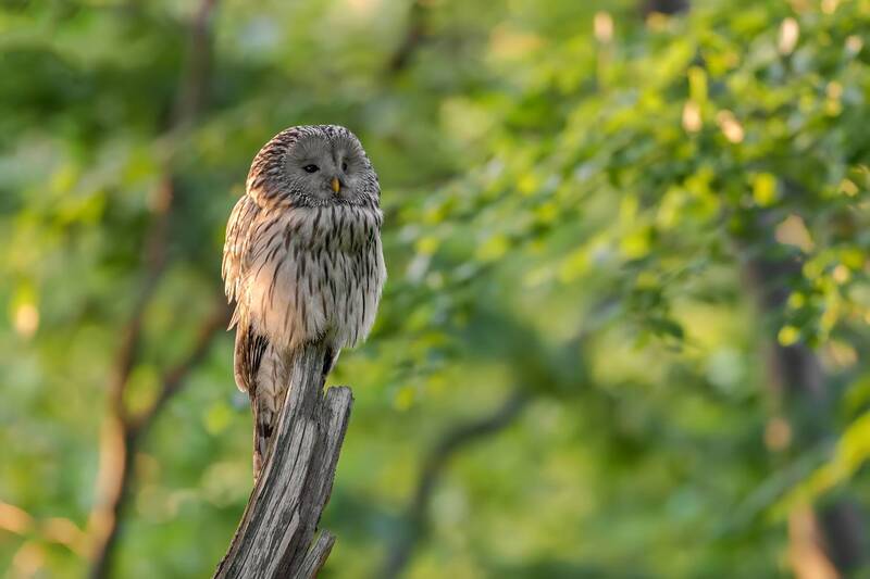 Ural Owl in Morning Light