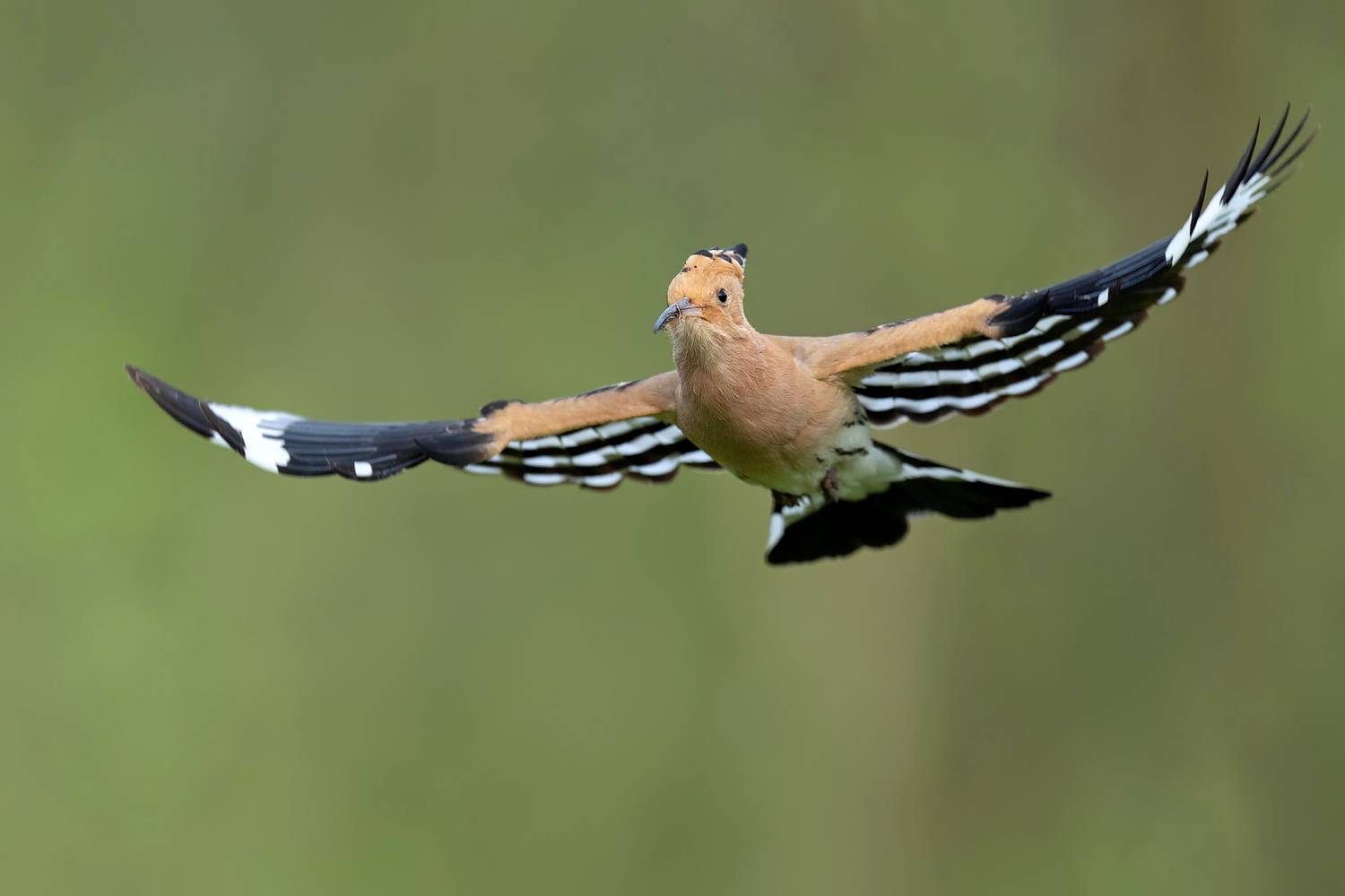 hoopoe, eurasian hoopoe, upupa epops, bird, wild bird, wildlife, wildlife photography, bird photography, flying bird, bird in flight, flight, wings spread, spread wings, airborne, flying toward camera, front view, colorful bird, crest, orange plumage, bla, Damian Kwasek