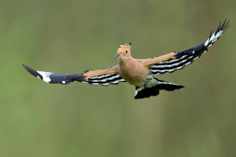 hoopoe, eurasian hoopoe, upupa epops, bird, wild bird, wildlife, wildlife photography, bird photography, flying bird, bird in flight, flight, wings spread, spread wings, airborne, flying toward camera, front view, colorful bird, crest, orange plumage, bla Hoopoe in Flight фото превью