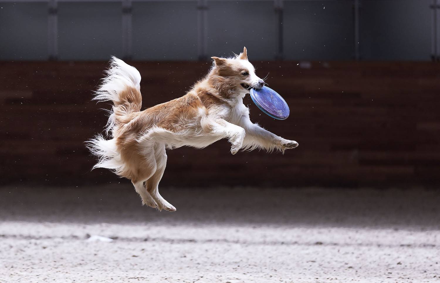 соревнования, собака, репортаж, спорт, прыжок, spot, dog, jump, competition, movement, Стукалова Юлия