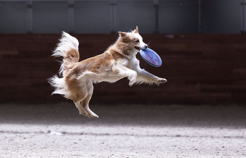 соревнования, собака, репортаж, спорт, прыжок, spot, dog, jump, competition, movement Победный прыжок чемпиона фото превью