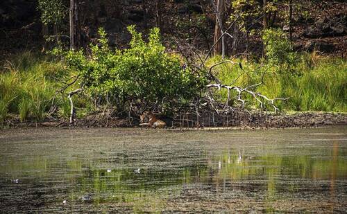 Resting tiger family