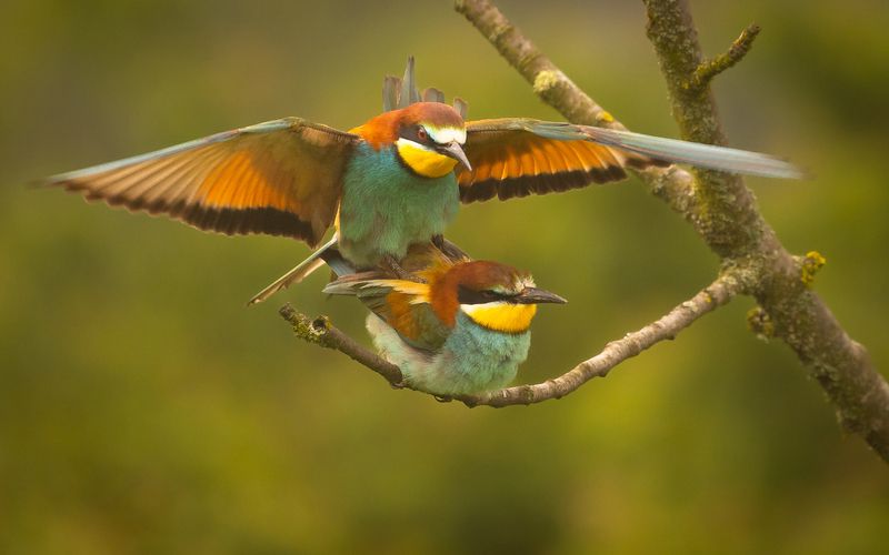 Bee-eater фото превью