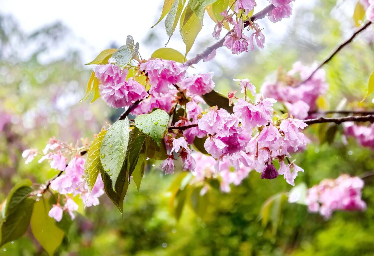 Cherry, blossom, Liliya Tkachenko