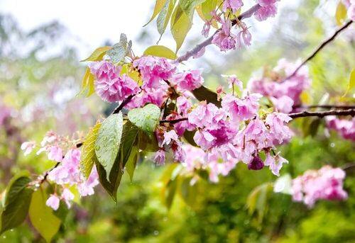 Cherry blossom on the rain