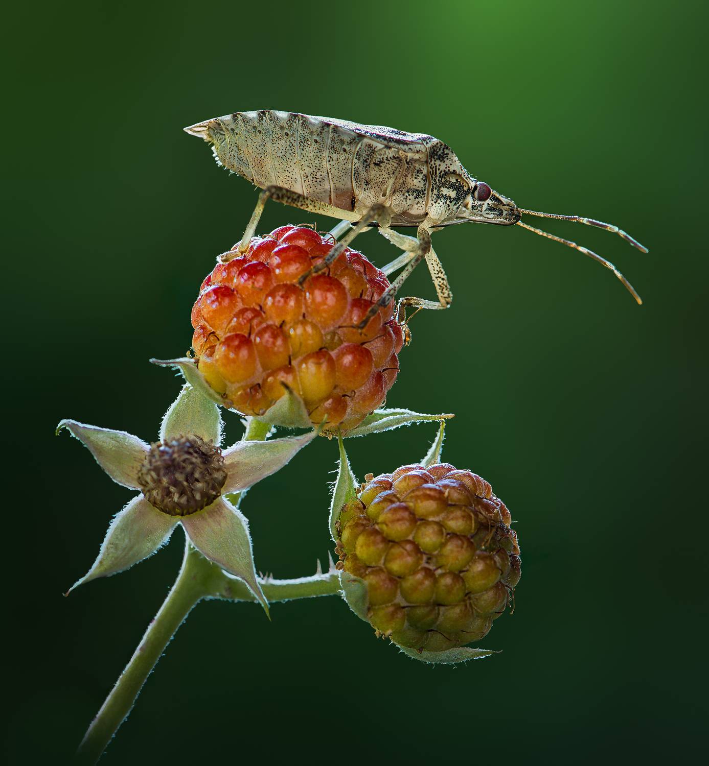 shield bug, macro, berry, wild, Atul Saluja