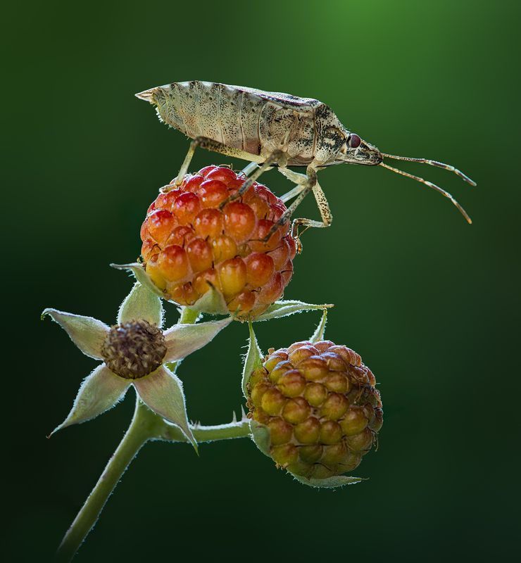 shield bug, macro, berry, wild First harvest фото превью