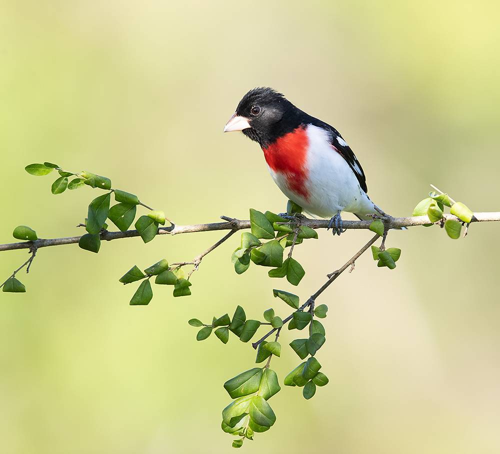 rose-breasted grosbeak, grosbeak, красногрудый дубоносовый кардинал, кардинал, весна, spring, wild, birds, птицы, Etkind Elizabeth
