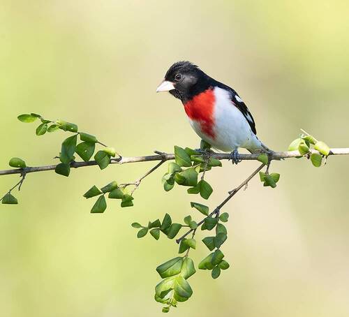 Rose-breasted Grosbeak male - Красногрудый дубоносовый кардинал