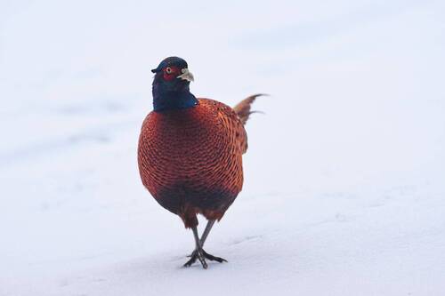 Phasianus colchicus