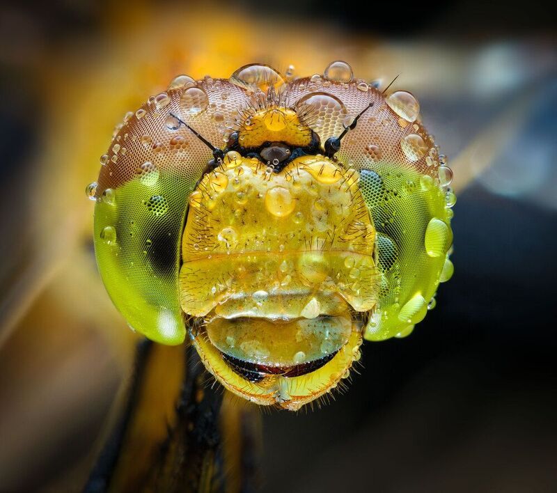 Стрекоза фото превью
